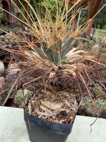 Leuchtenbergia principis